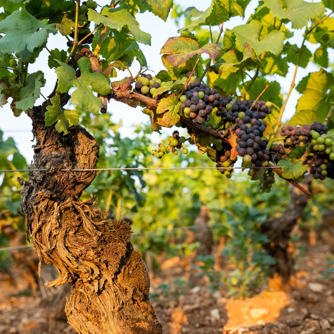 Vignes du domaine Grivot