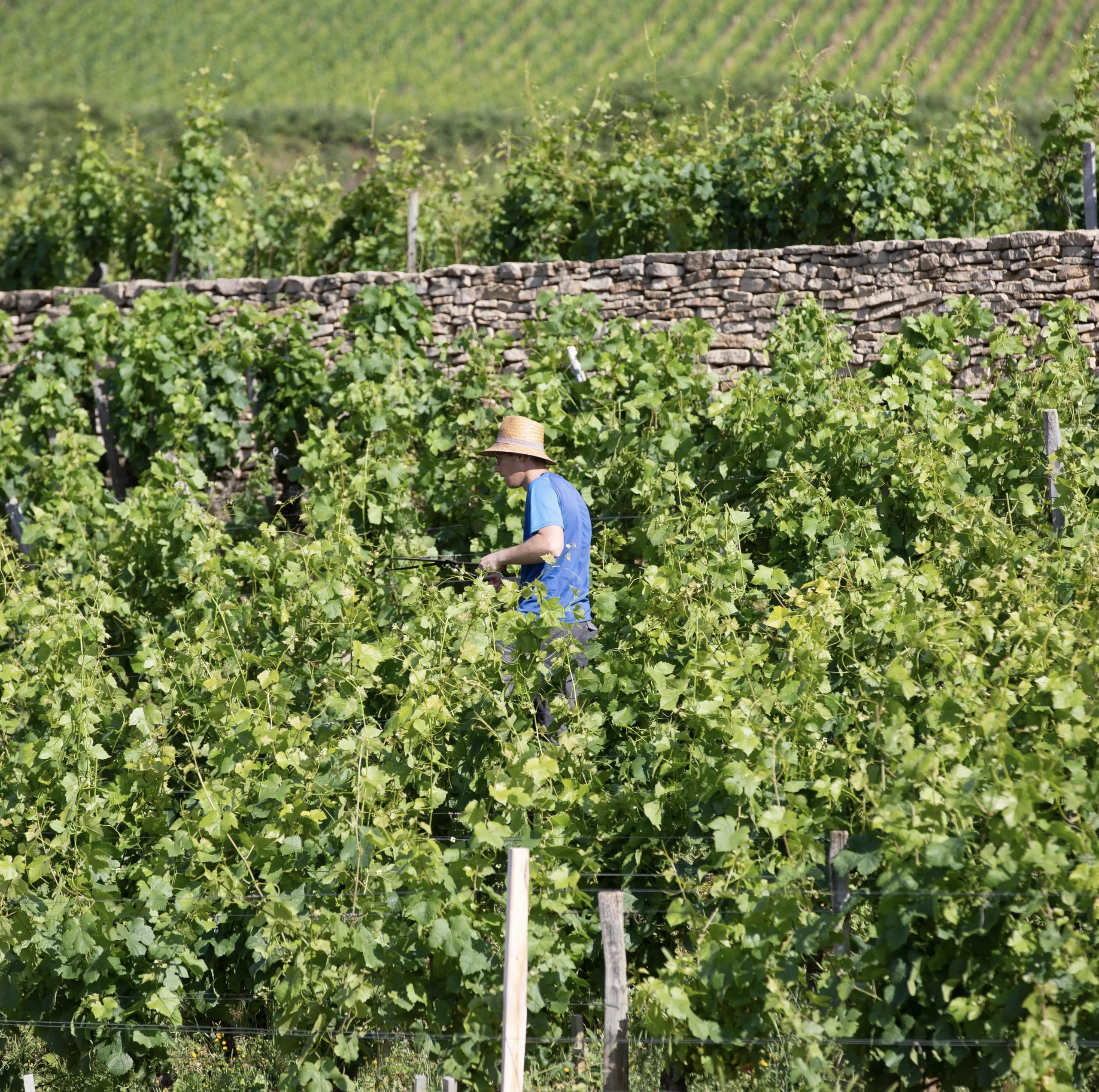 Portrait Hubert Grivot Dans les vignes