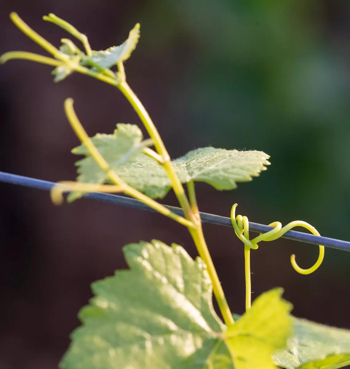 Portail Du clos Vougeot Domaine J.Grivot